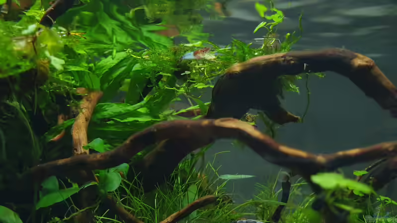 Red rilli Zwerggarnele von Romano E (35)