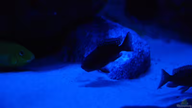 Red Rubin - schwanger von Ayahuasca (15)