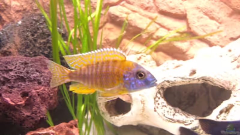 Red Rubin ???? von Günni (15)