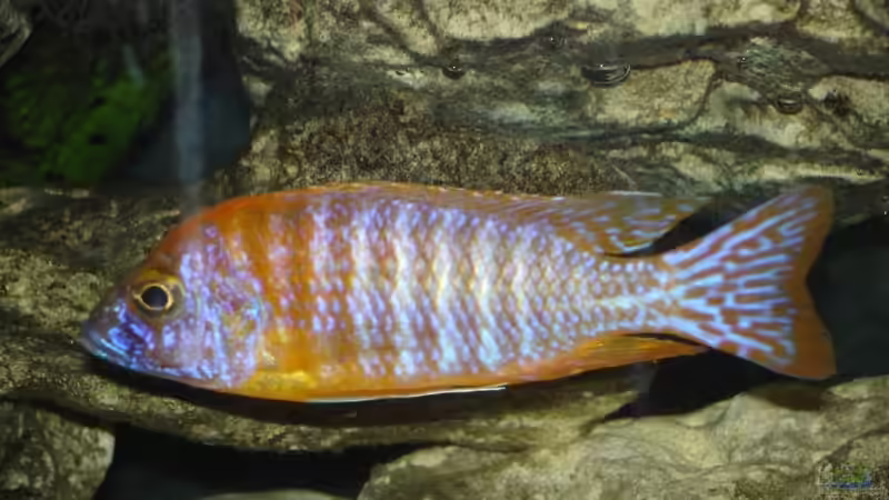 Red Rubin 1 von exodus73 (17)