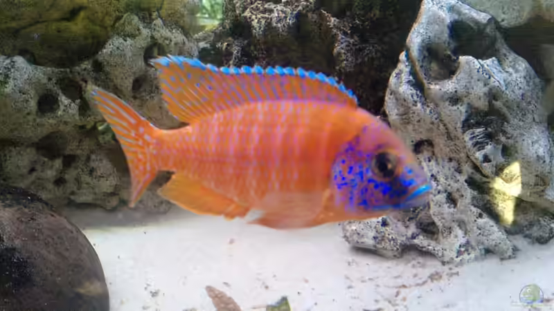 Red-Rubin-Bock von Limbo (12)