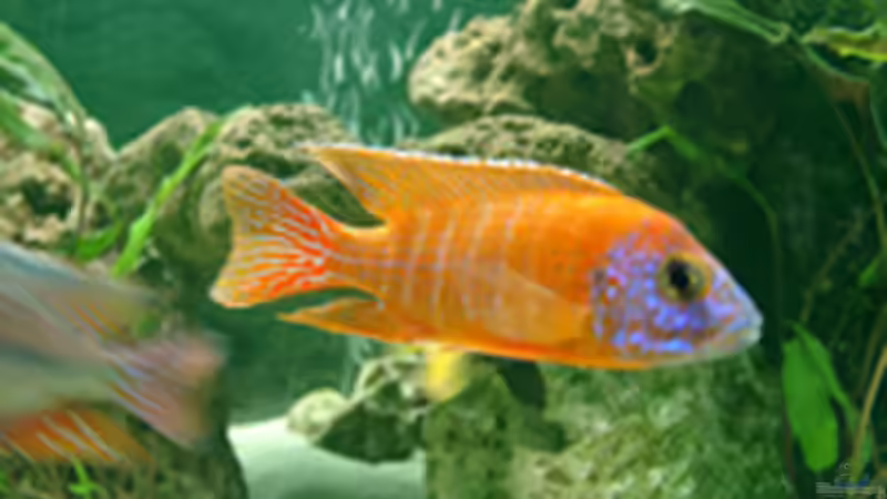 Red Rubin von Alexandra Bijok (11)