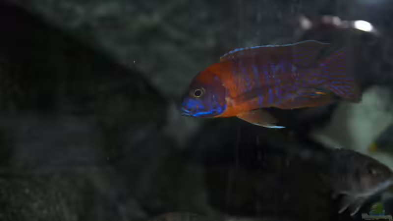 Red Rubin von Ayahuasca (12)