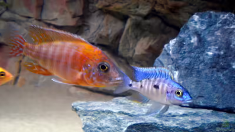 red rubin von pennywise (19)