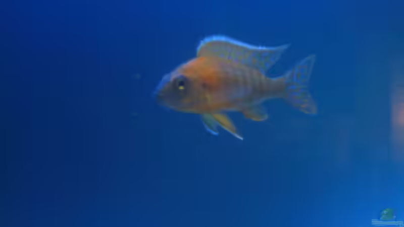 Red Rubin von SideShowBob (5)