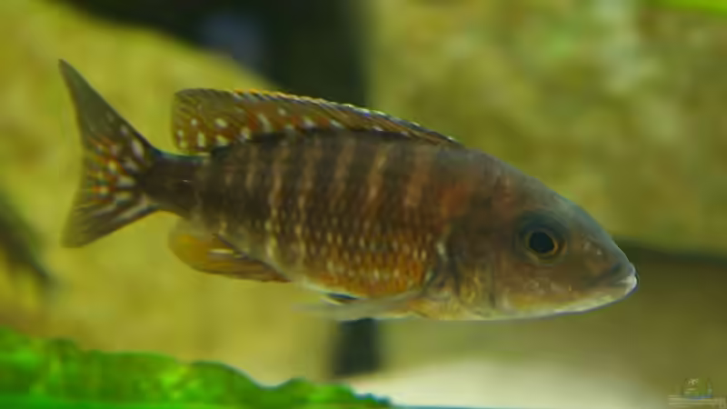 Red Rubin Weibchen? von Nico A. (25)