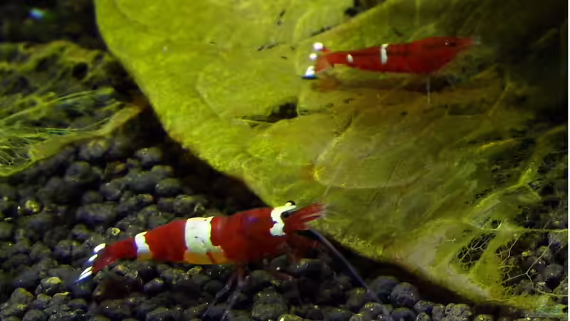 Red Ruby von ob64 (7)