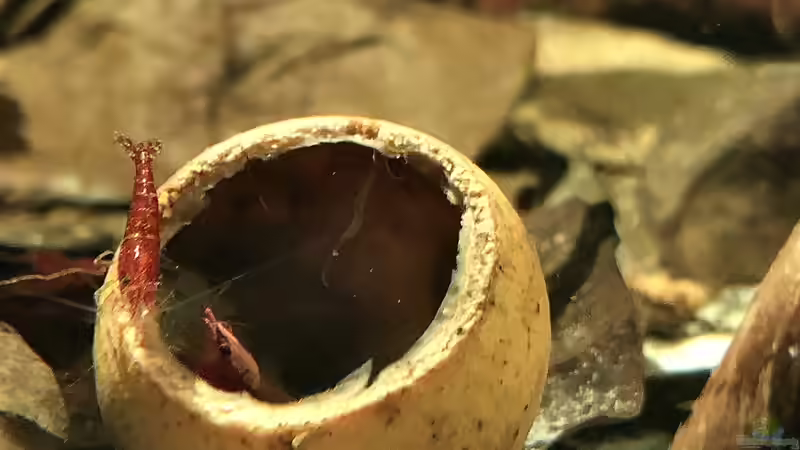 Red Sakura Garnele ( sehr viele) von JuJu (21)