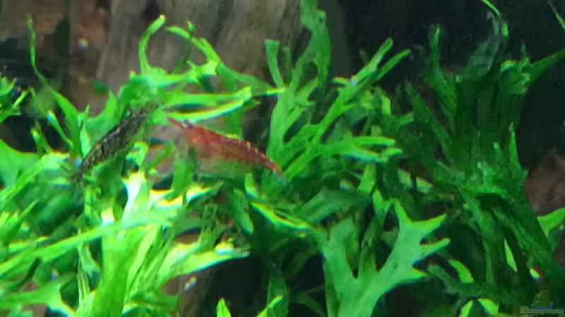 Red Sakura und Amano Garnelen  von Ottche (37)