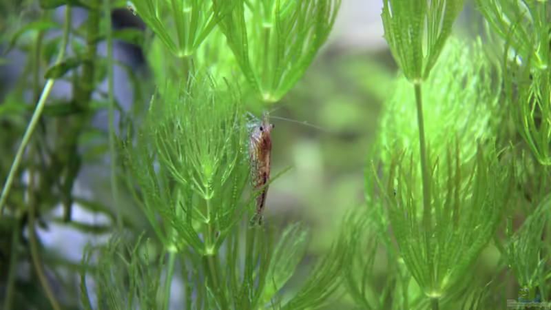 Red Sakura von Campi (12)