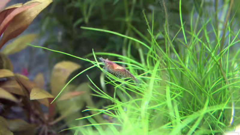 Red Sakura von Campi (13)