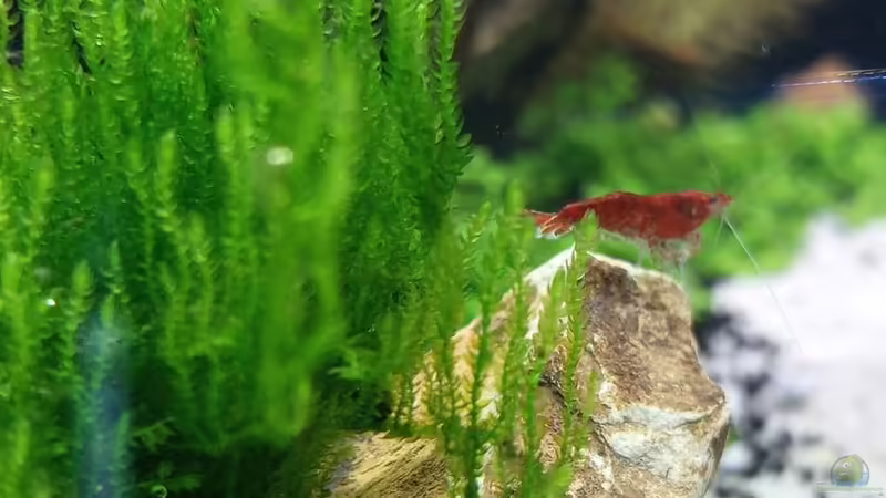 Red Sakura von Sandro (14)