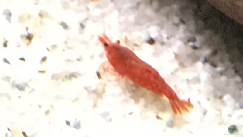 Red Sakura Zwerg Garnele von Ottche (38)