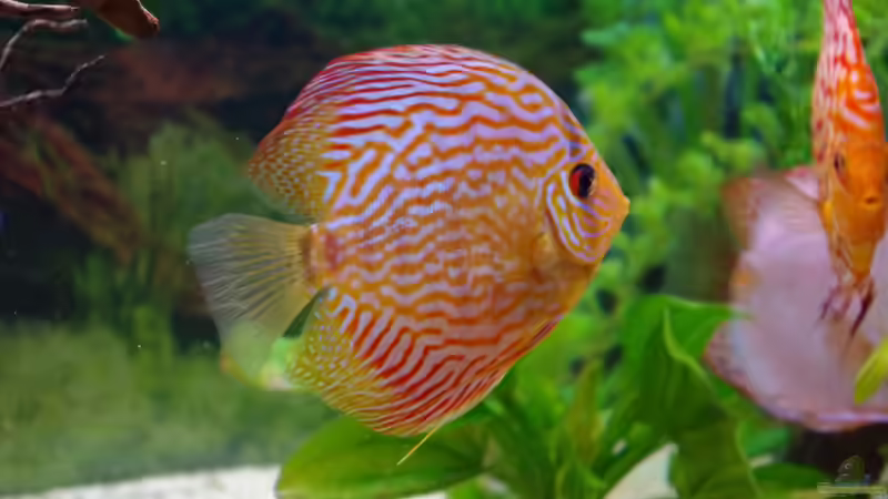 Red Scribbelt von patgott (10)