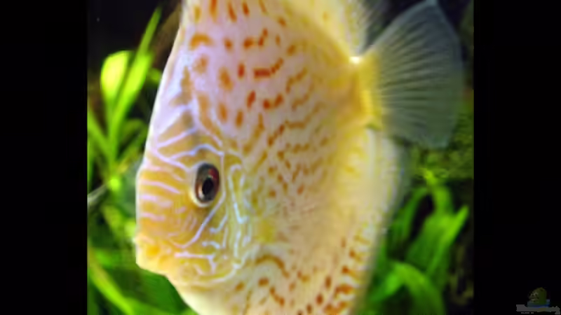 Red Scribbelt von The_Lizardking (29)