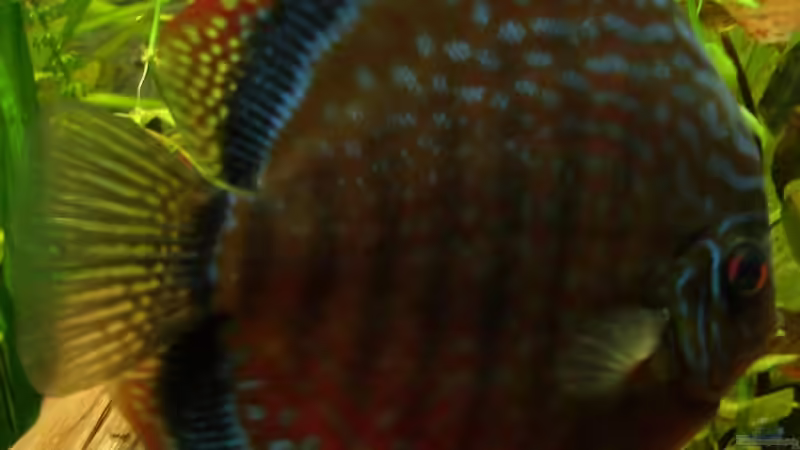 Red Scribbled von lod (34)