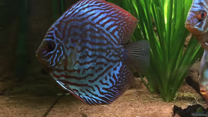 Red Scrippelt  von Philipp Fichte (10)