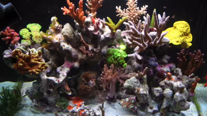 Red Sea Max . von water13 (1)