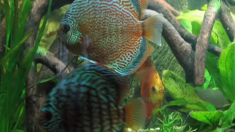 Red Snake Skin / Rottürkis / Golden Sunrise von Friedrich Straßl (21)