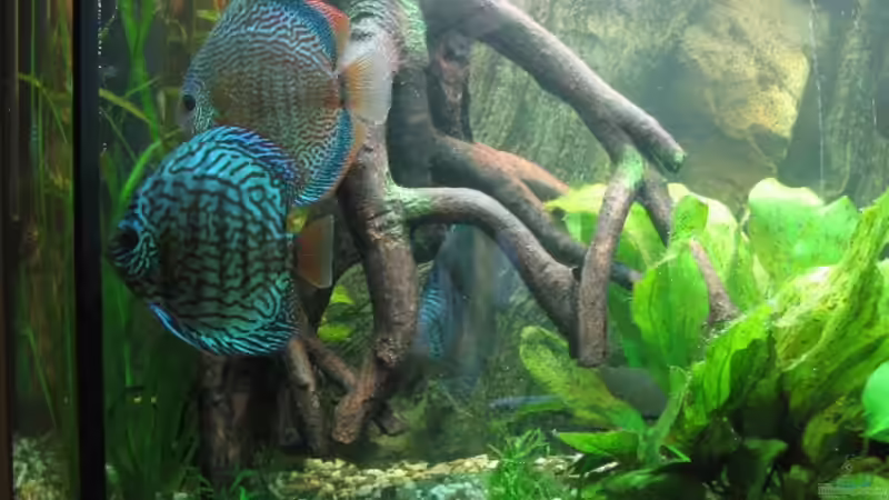 Red Snake Skin / Rottürkis von Friedrich Straßl (18)