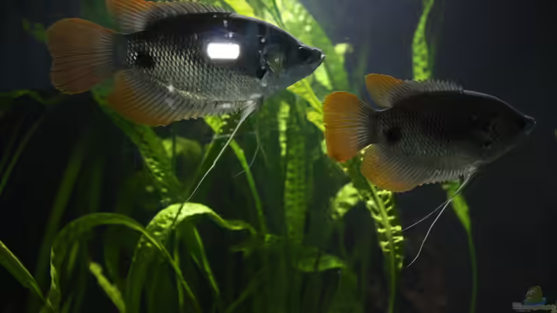 Red Tail Gurami ,man erkennt langsam warum der Name. von Fishers Friend (26)