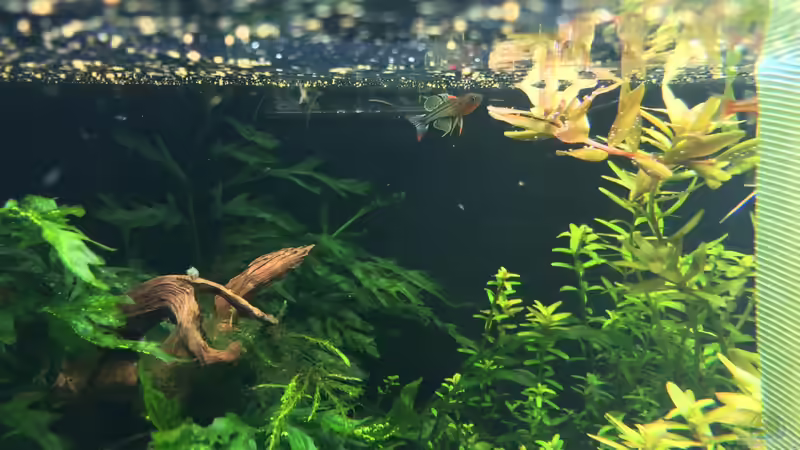 red wing von Walde (53)