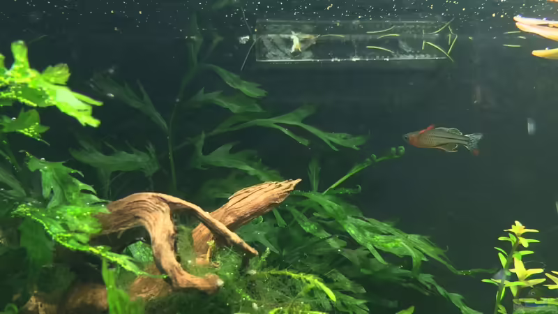 red wing von Walde (54)