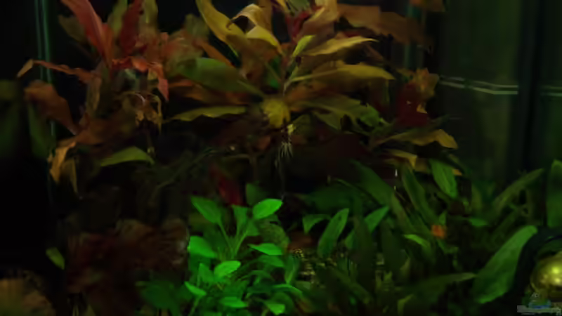 Red Wood von Bullseye 77 (1)