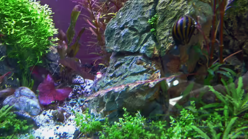 RedBee mit Zebrarennschnecke von mike1963 (26)