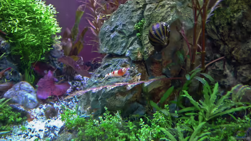 RedBee von mike1963 (25)