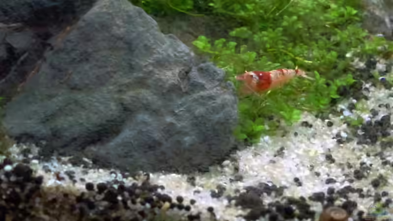 RedBee von mike1963 (28)