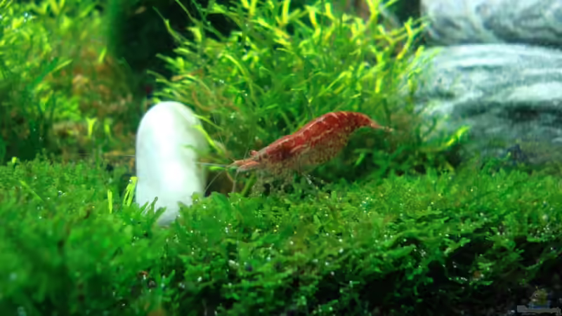 Redfire beim Rasenmähen an einem Sonntag. Wenn das die lieben Nachbarn wüssten! von Der Luxemburger (12)