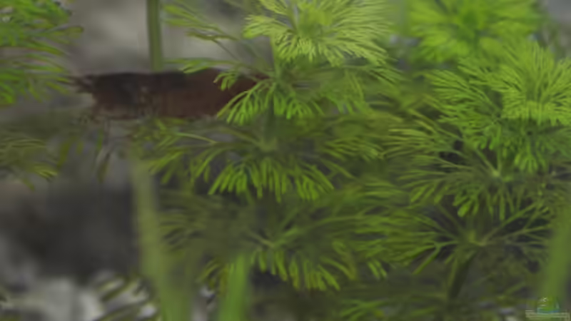 RedFire Garnele von SteB-Studio (8)