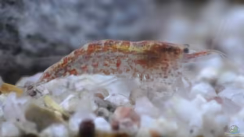 RedFire Garnele von SteB-Studio (9)