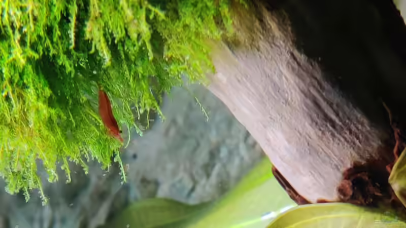 Redfire Garnele von Woidma (8)