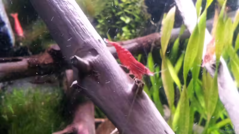 Redfire (Neocaridina heteropoda var. Red) von Newbie (49)