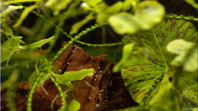 Redfire von hotwheelz (32)