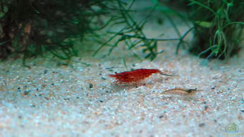 Redfire Weibchen und Männchen von WSS (23)