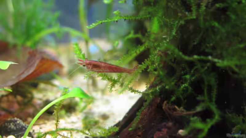 Redfire Zwerggarnele auf moosiger Wurzel von Aquilegia (16)