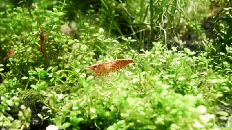 Redis II von Alexander Trösch (2)