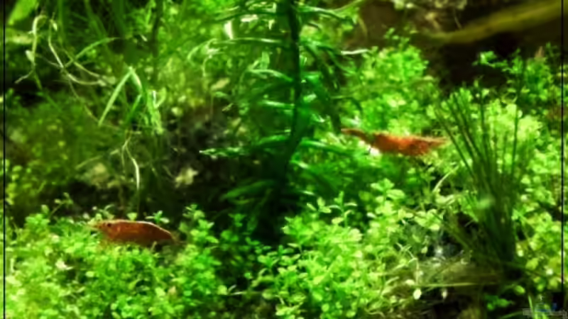 Redis III von Alexander Trösch (3)