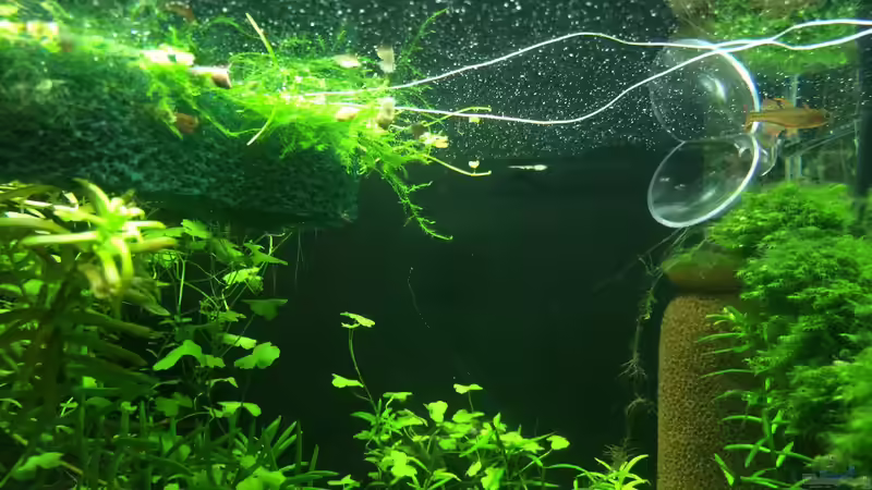 redwing nachwuchs von Walde (59)