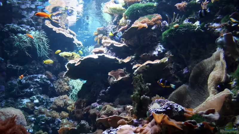 Reef! (Aquarium Berlin) von Apistofan (29)