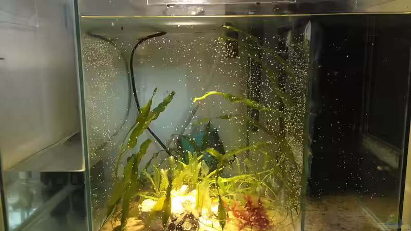 Refugium von Cyano-Kanone (7)