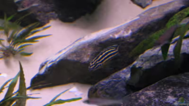 Regani von Artur Schumacher (13)