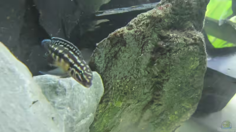 Regani von Patrick K. (8)