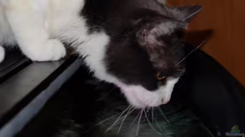 Regelmäßiger Wassertest von Harald Götz (38)