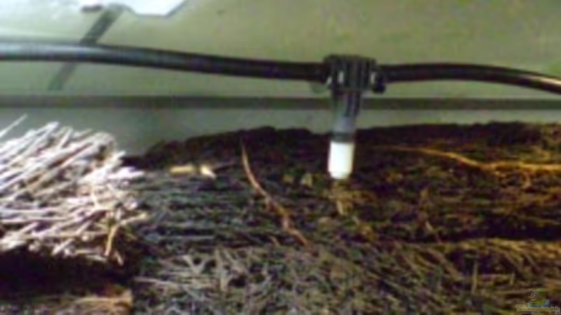 Regen von Kulleraugen-Fan (20)