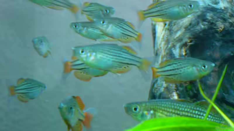 regenbogen fisch schwarm von Oliver Gursky (14)