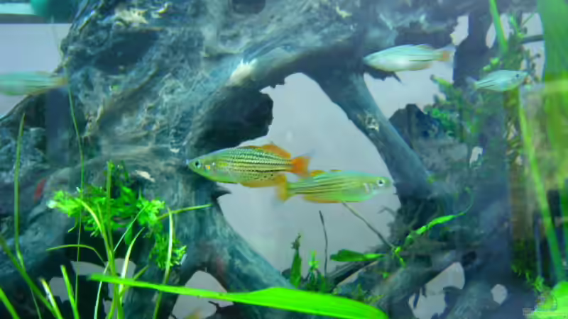 regenbogen von Oliver Gursky (20)